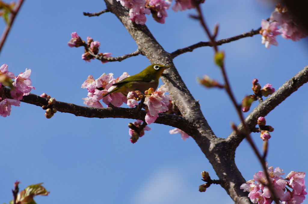 春ですなぁ