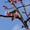 春ですなぁ
