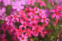 芝桜　①