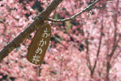 おかめ桜