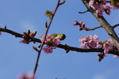 河津桜とメジロ