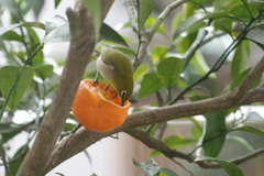 みかんウマイ