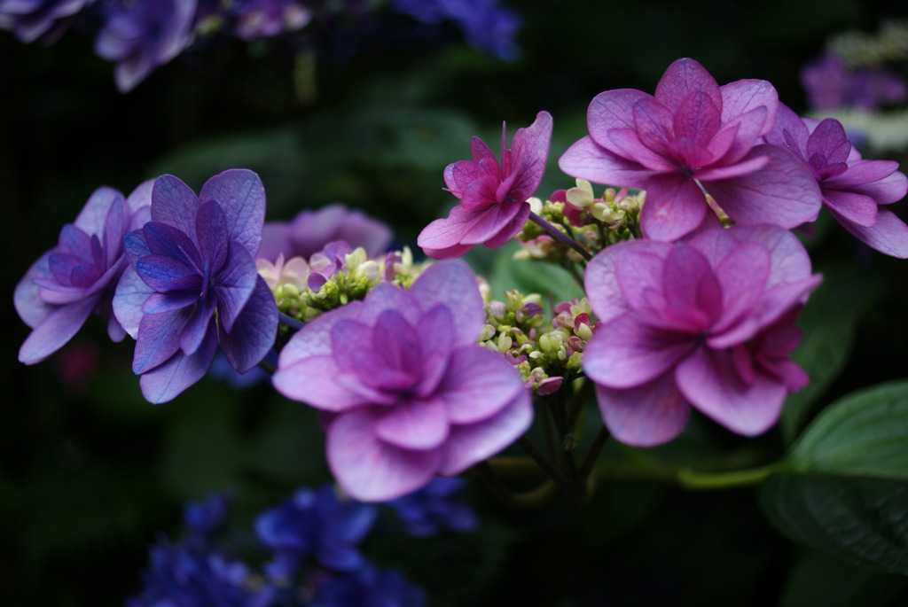 長谷寺　紫陽花⑦