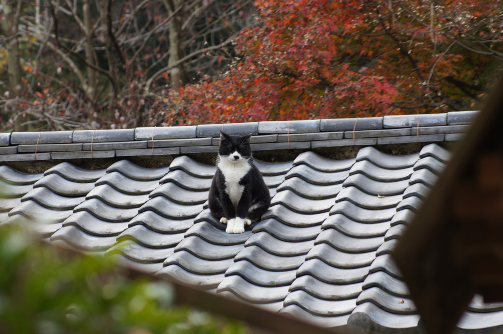 ここの住人　その２