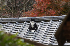 ここの住人　その２