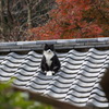 ここの住人　その２
