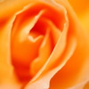 薔薇（オレンジ）