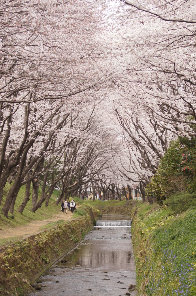 桜のアーチ