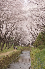 桜のアーチ