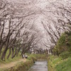 桜のアーチ