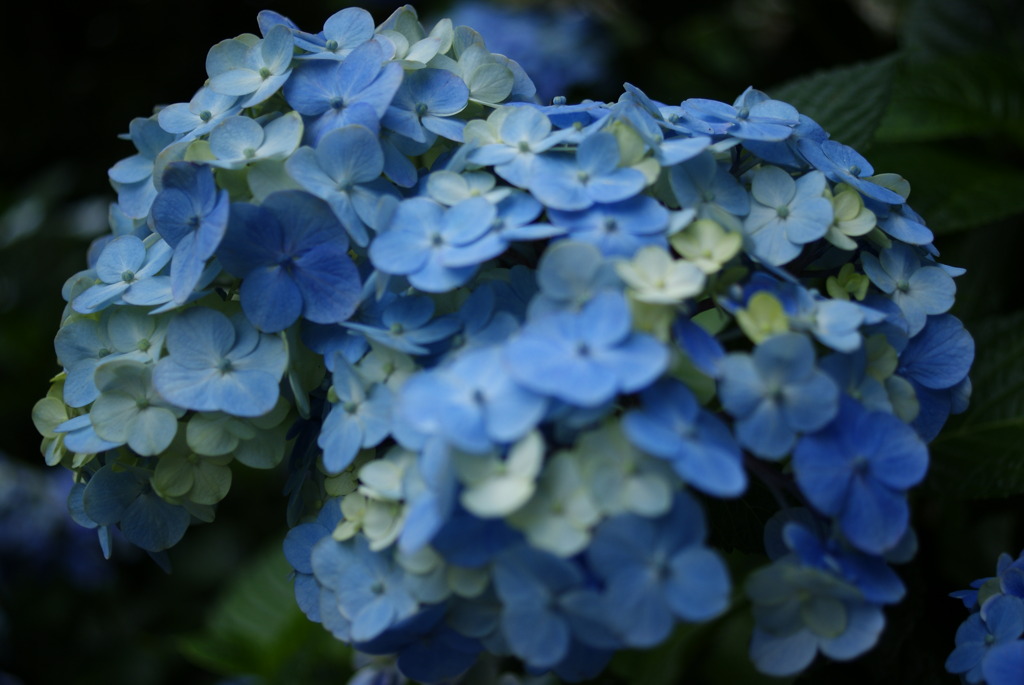 長谷寺　紫陽花②