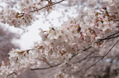 今年も春を…