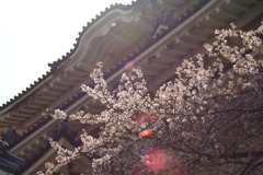 桜のヒカリ