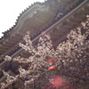 桜のヒカリ