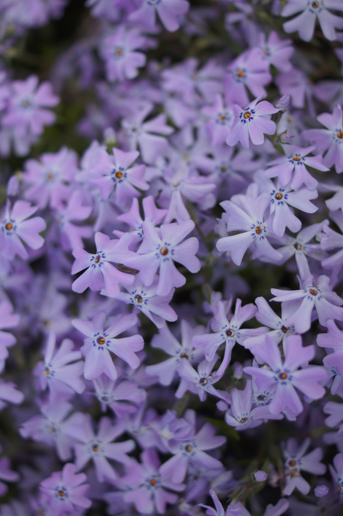 芝桜　②
