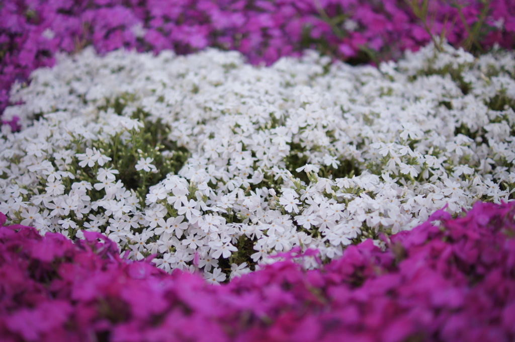 ハートの芝桜