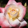 薔薇（ピンク＆ホワイト）