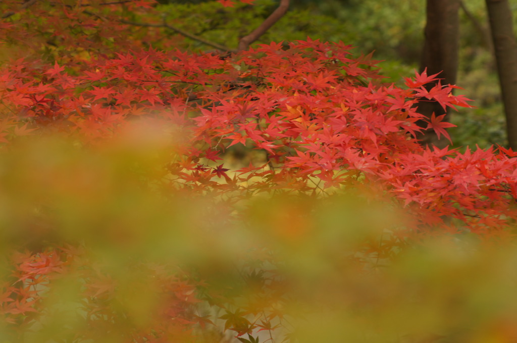 紅く