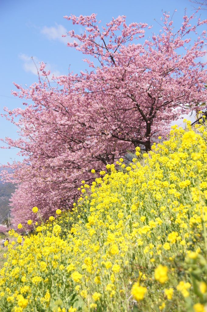 早桜の遅咲き