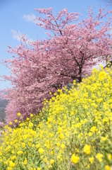 早桜の遅咲き
