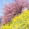 早桜の遅咲き