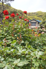 洋館と薔薇