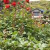 洋館と薔薇