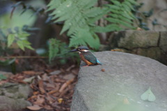 カワセミ