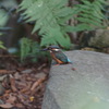 カワセミ