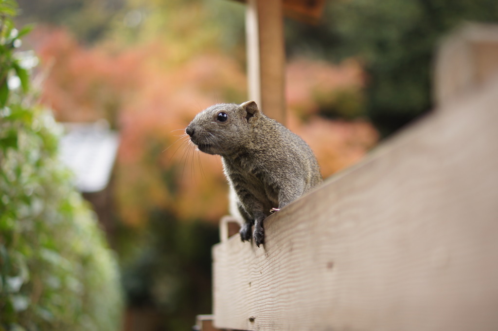 ここの住人