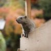 ここの住人