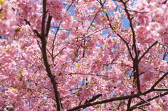 河津桜の中へ
