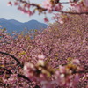 一足早い春の波