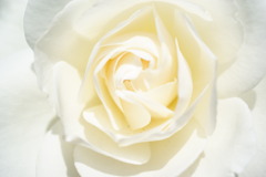 薔薇（ホワイト）