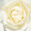 薔薇（ホワイト）