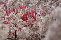 桜　舞い散る