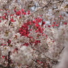 桜　舞い散る