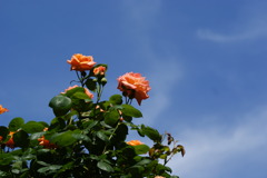 青空と薔薇