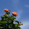 青空と薔薇