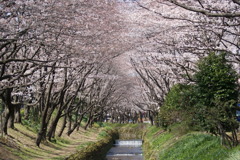 ひと時の静観