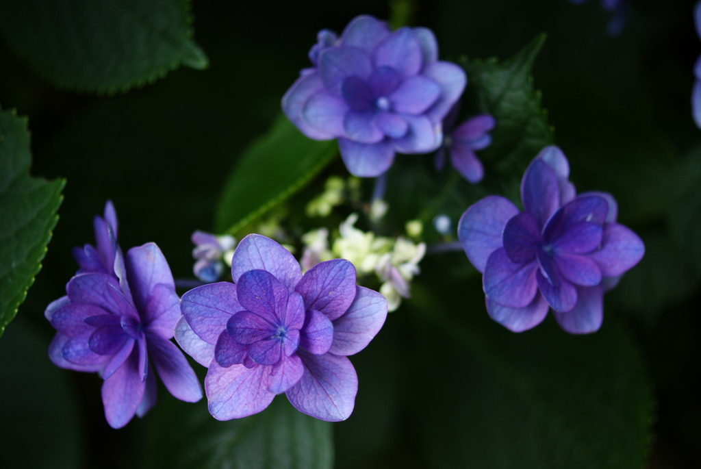 長谷寺　紫陽花⑥