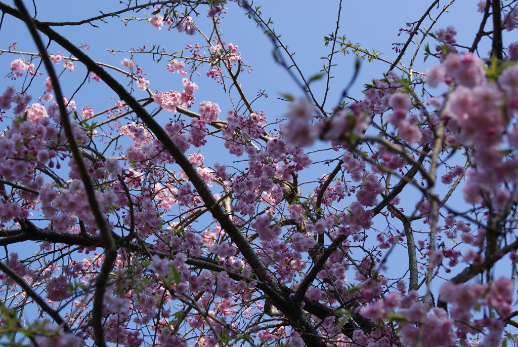 桜色に囲まれて