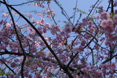 桜色に囲まれて