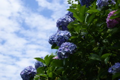 青空の下の紫陽花
