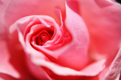 薔薇（ピンク）