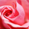 薔薇（ピンク）