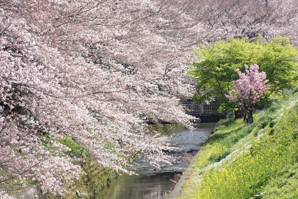 千本桜