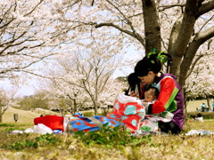 花見　真帆
