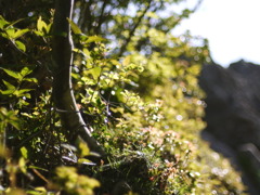 山木