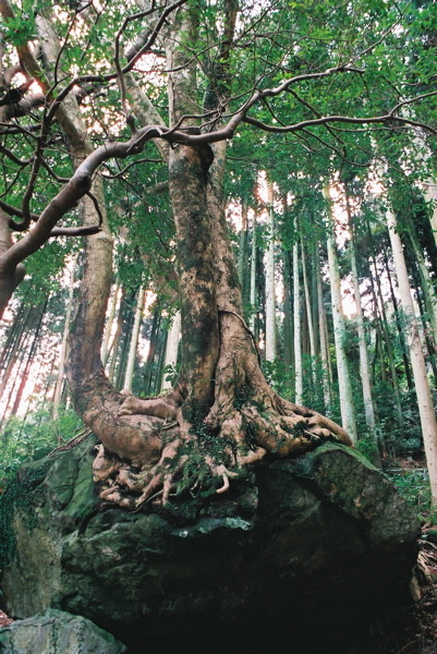 木岩